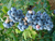 2年生矮丛蓝莓苗-柏源农业科技公司-2年生矮丛蓝莓苗出售缩略图1