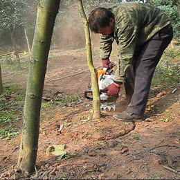 供应便携挖树机-上海便携挖树机-天恒机械(查看)