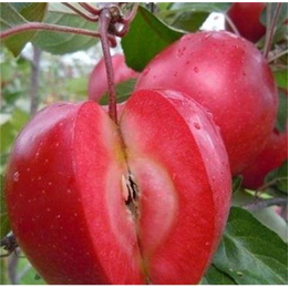 红富士苹果苗报价-红富士苹果苗-柏源农业