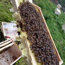 中蜂养殖基地-贵州蜂盛-安顺中蜂养殖基地