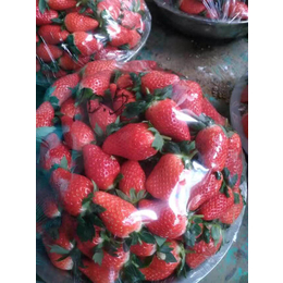 甜查理草莓苗供应_乾纳瑞(在线咨询)_马鞍山甜查理草莓苗