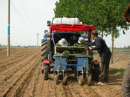 阿克苏移栽机-小型蔬菜苗种植机-火绒移栽蔬菜栽苗机