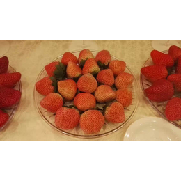 台州法兰地草莓苗、乾纳瑞、法兰地草莓苗价格