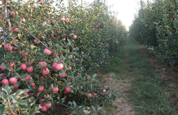1年生苹果苗-开发区润丰苗木中心-1年生苹果苗哪里好