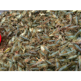龙虾|武汉裕农|龙虾养殖成本