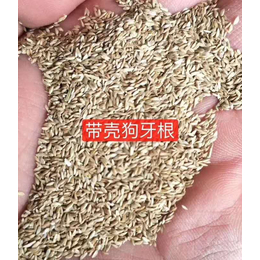 上海港进口苜蓿草燕麦草高粱大麦小麦玉米棉籽清关价格