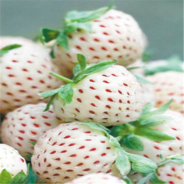 白雪公主草莓苗、濮阳草莓苗、双湖园艺(多图)