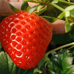 甜宝草莓苗,亳州草莓苗,双湖园艺