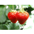 山东壁挂式草莓槽-草莓育苗槽-热卖供应-新品推荐缩略图3