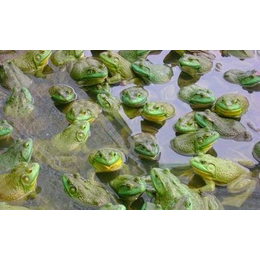 泥鳅养殖-农聚源生态农业(在线咨询)-辽宁泥鳅