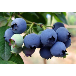 蓝莓扦插苗_仙桃蓝莓苗_泰安柏源农业科技(多图)