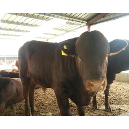 忻州肉牛|富贵肉牛养殖|忻州肉牛正规养殖场