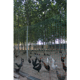 新乡生态养殖草鸡|生态养殖|四季丰种植
