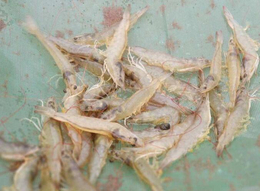 鑫渔圣生态-基围虾-基围虾每亩养殖成本大概是多少?