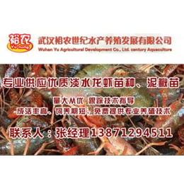小龙虾虾苗技术_武汉裕农(在线咨询)_小龙虾虾苗