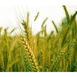 现金收购小麦-汉光现代农业(在线咨询)-安徽收购小麦