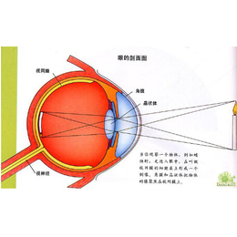 贺州视力矫正、儿童视力矫正器、健瞳公司(推荐商家)
