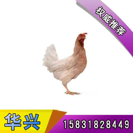 广州海兰灰|华兴种禽鸡合作社|海兰灰蛋鸡苗
