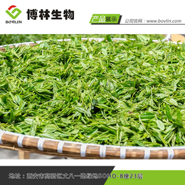 绿茶提取物-茶-西安博林生物提取物