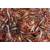 龙虾|龙虾养殖技术|武汉裕农(推荐商家)缩略图1