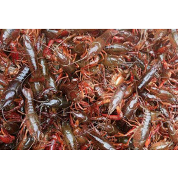 龙虾养殖方法|龙虾|武汉裕农