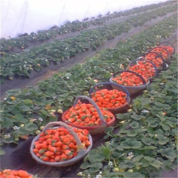 法兰地草莓苗|湖北草莓苗|双湖园艺