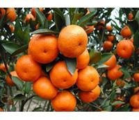 如何区分柑橘褐斑病与炭疽病？