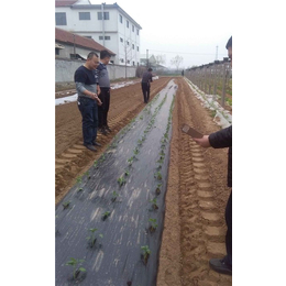 两行娃娃菜种植机,娃娃菜种植机,军岩移栽机(查看)