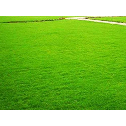安徽草坪绿化工程|寿县绿友草坪种植(在线咨询)|安徽草坪