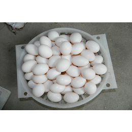 鸽蛋的营养价值与做法|山西鸽蛋|山东中鹏农牧