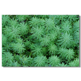 狐尾藻|白洋淀绿荷水生植物|狐尾藻价格