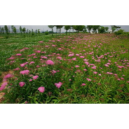 租摆草花、草花、恒大花卉