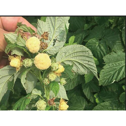 贵州树莓苗|蓝丰园艺场|南方红树莓苗