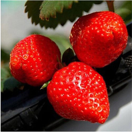 甜宝草莓苗|临沂草莓苗|双湖园艺