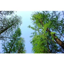 铁岭池杉|句容淘氧彩叶苗木 |池杉供应商