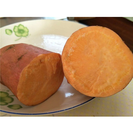 地瓜哪里的甜-禾田薯业(在线咨询)-地瓜