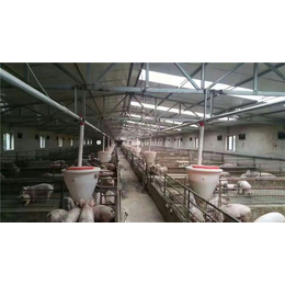 养猪自动化料线生产厂家、养猪自动化料线、牧鑫养殖品质看得见