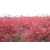 商丘园林红枫、亿发园林、园林红枫报价缩略图1