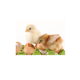 绿壳蛋鸡苗供应、兴建昆鲜鸡店(在线咨询)、绿壳蛋鸡苗