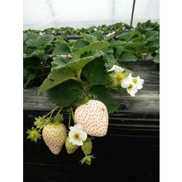 京郊小白草莓苗_喀什地区草莓苗_乾纳瑞农业