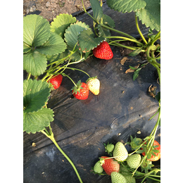 克孜勒苏草莓苗,乾纳瑞农业,宁玉草莓苗