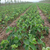 法兰地草莓苗管理方法、四平法兰地草莓苗、双湖园艺(多图)缩略图1