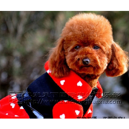 泰迪幼犬_小泰迪幼犬多少钱一只_尊宠天下(推荐商家)