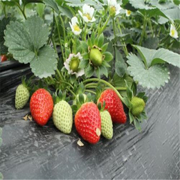 锡林郭勒盟法兰地草莓苗、双湖园艺、法兰地草莓苗种植技术