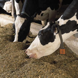 天津奶牛*营养配方饲料厂家增加产奶量饲料哪家好