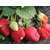 法兰地草莓苗价格|双湖园艺(在线咨询)|云南法兰地草莓苗缩略图1
