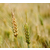 大量收购小麦,营口收购小麦,汉光农业有限公司(查看)缩略图1