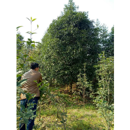 13公分桂花大树价格|内蒙古桂花大树价格|利源桂花基地