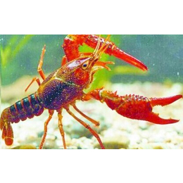 武汉农科大(图)、养殖龙虾利润怎么样、养殖龙虾