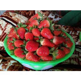 四季草莓苗|莱芜草莓苗|乾纳瑞农业